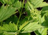 Patrinia gibbosa