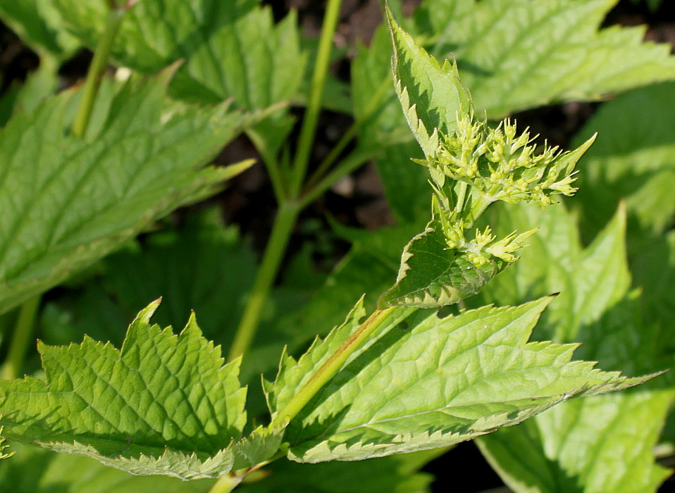 Image of Patrinia gibbosa specimen.