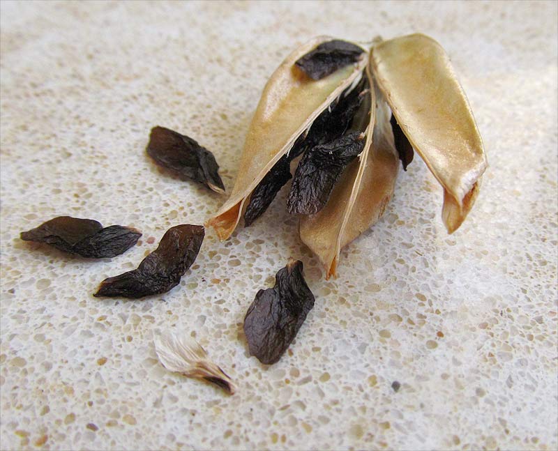 Image of genus Agapanthus specimen.