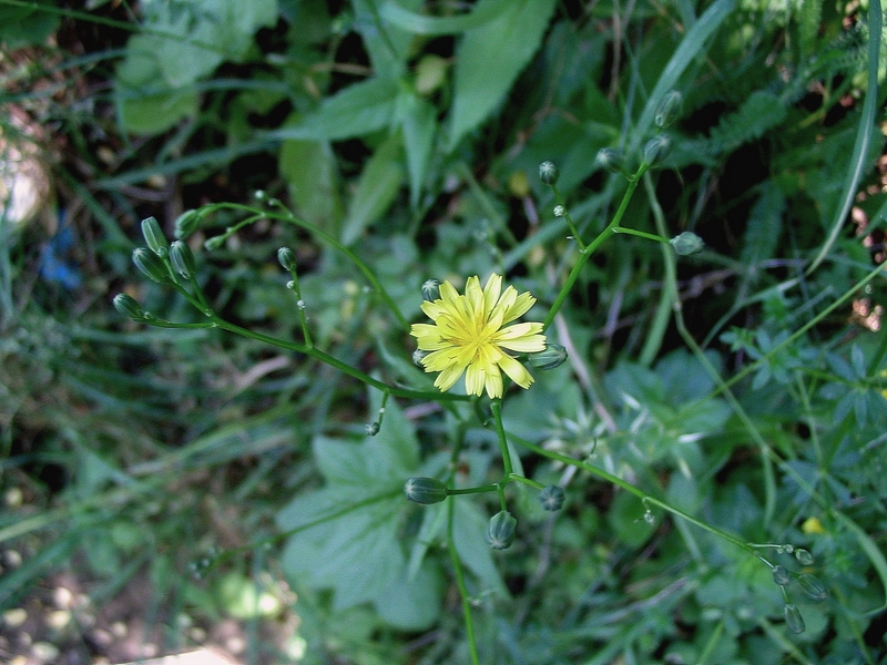 Image of Lapsana communis specimen.