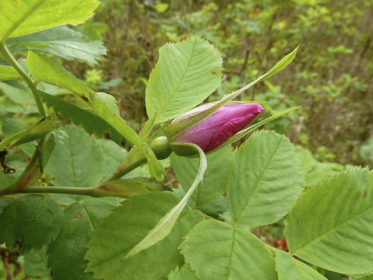 Image of Rosa pratorum specimen.