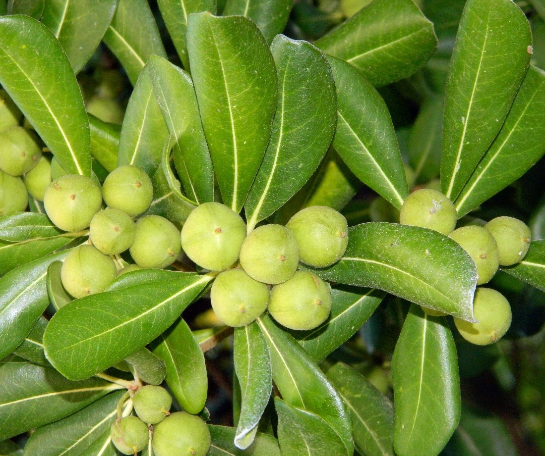 Image of Pittosporum tobira specimen.