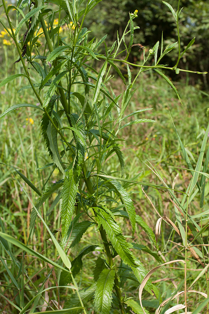 Изображение особи Senecio paludosus.