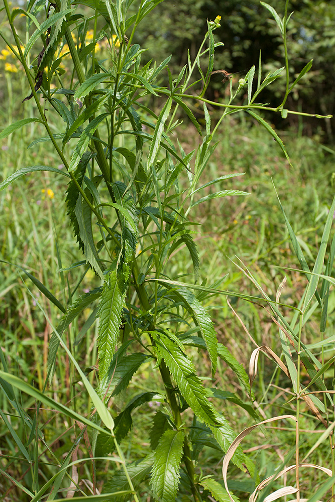 Изображение особи Senecio paludosus.