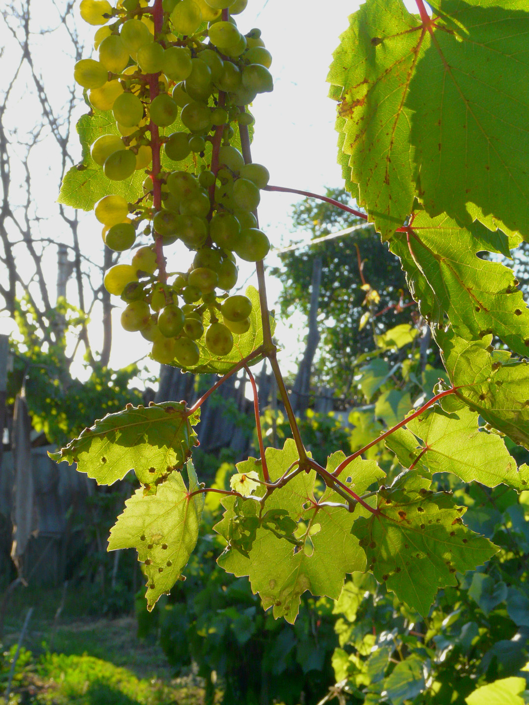 Image of Vitis vinifera specimen.