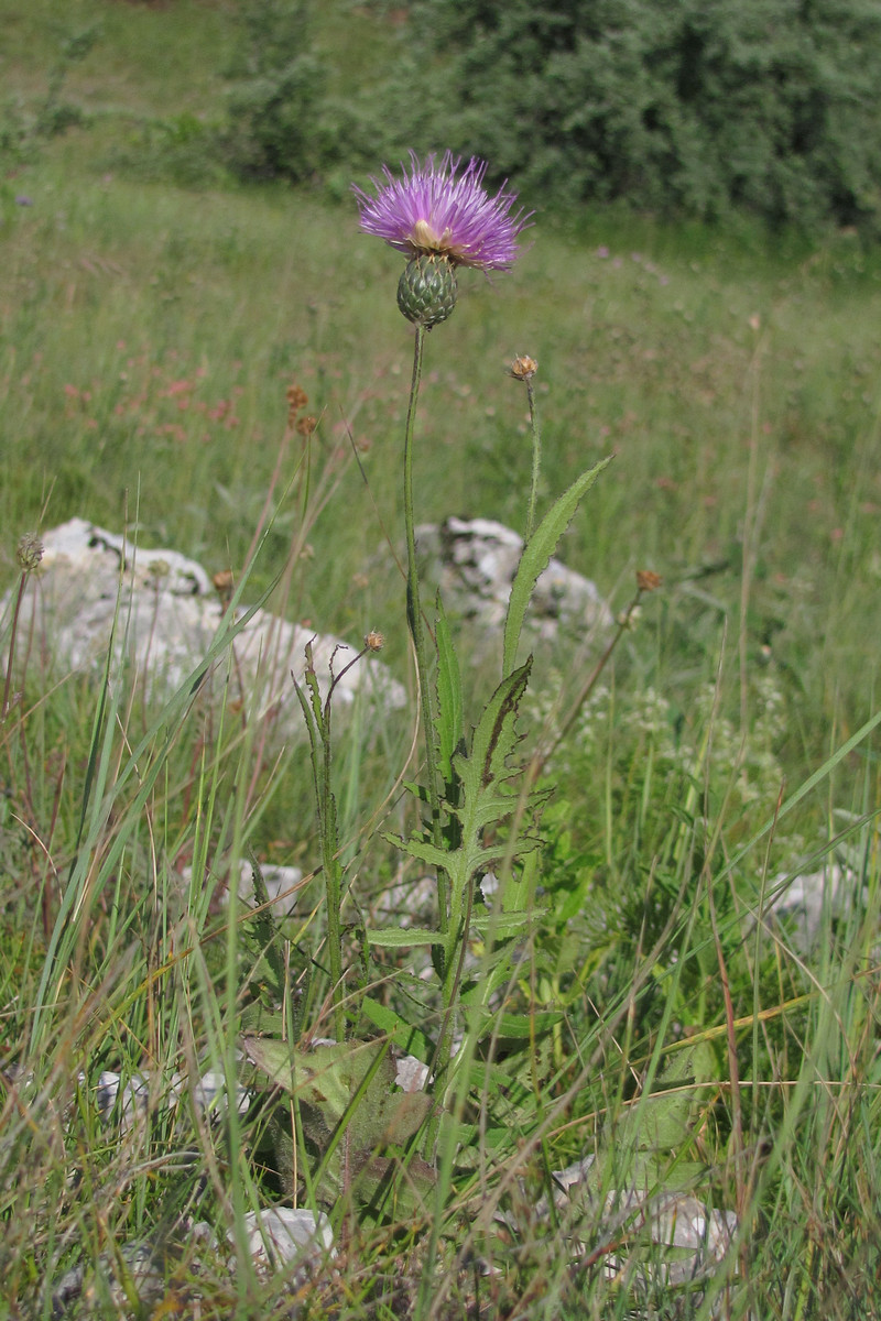 Image of Klasea radiata specimen.