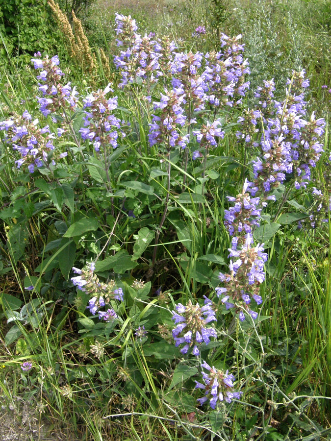 Изображение особи Salvia tomentosa.