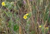 Potentilla recta