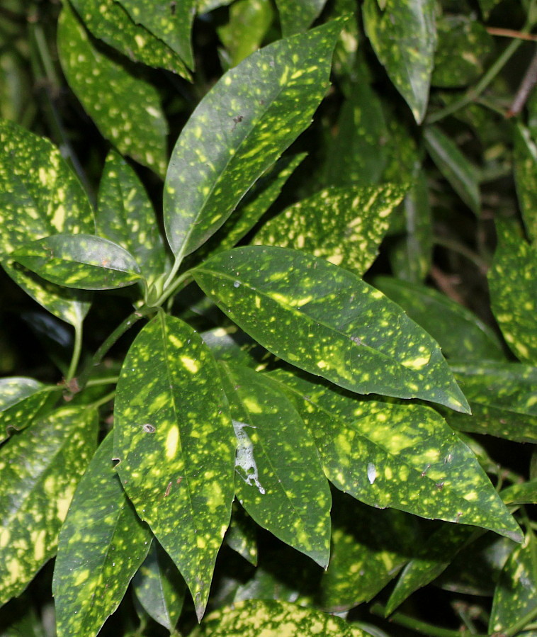 Image of Aucuba japonica specimen.
