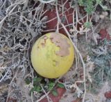 Citrullus colocynthis