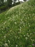 Galium boreale. Аспект цветущих растений на луговом склоне. Украина, Львов. 30 мая 2009 г.