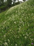 Galium boreale