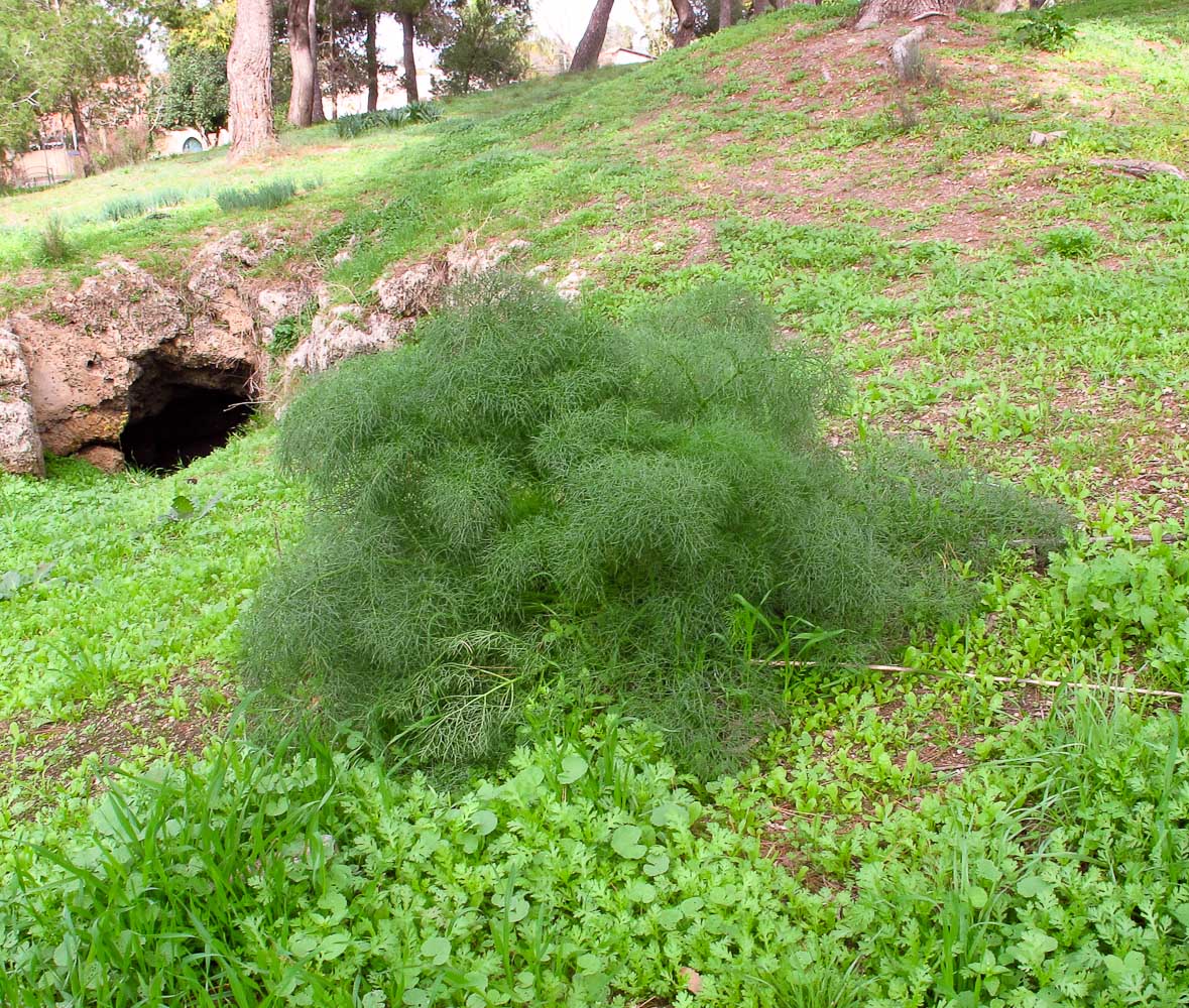 Изображение особи Ferula communis.