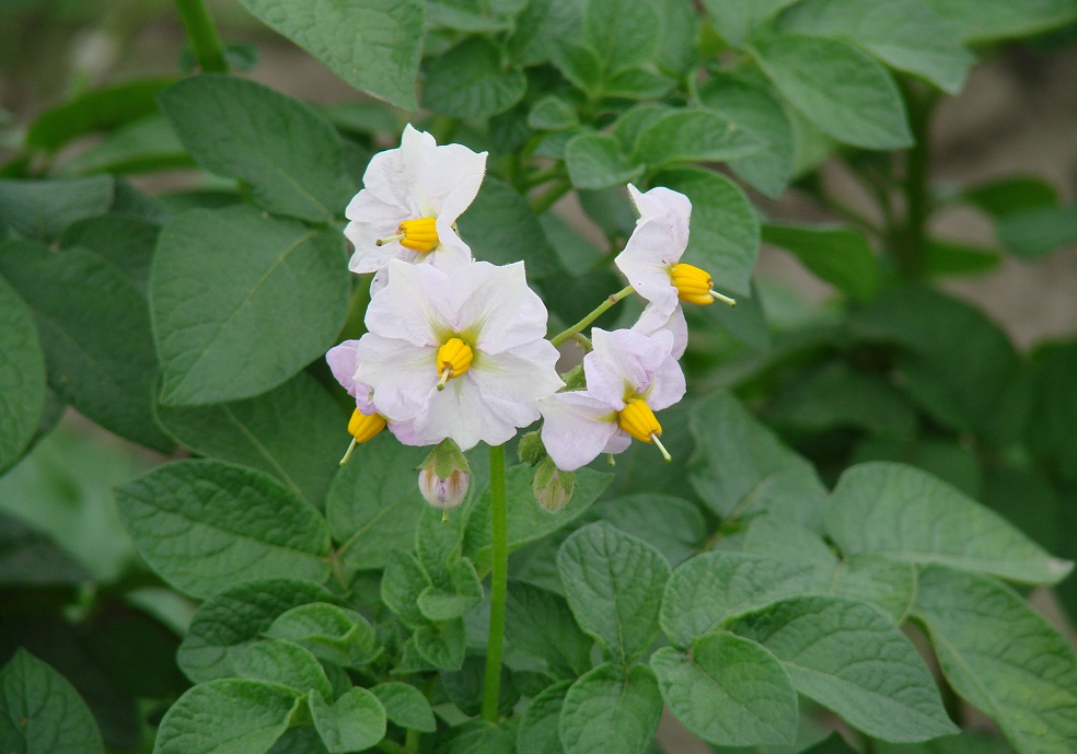 Изображение особи Solanum tuberosum.