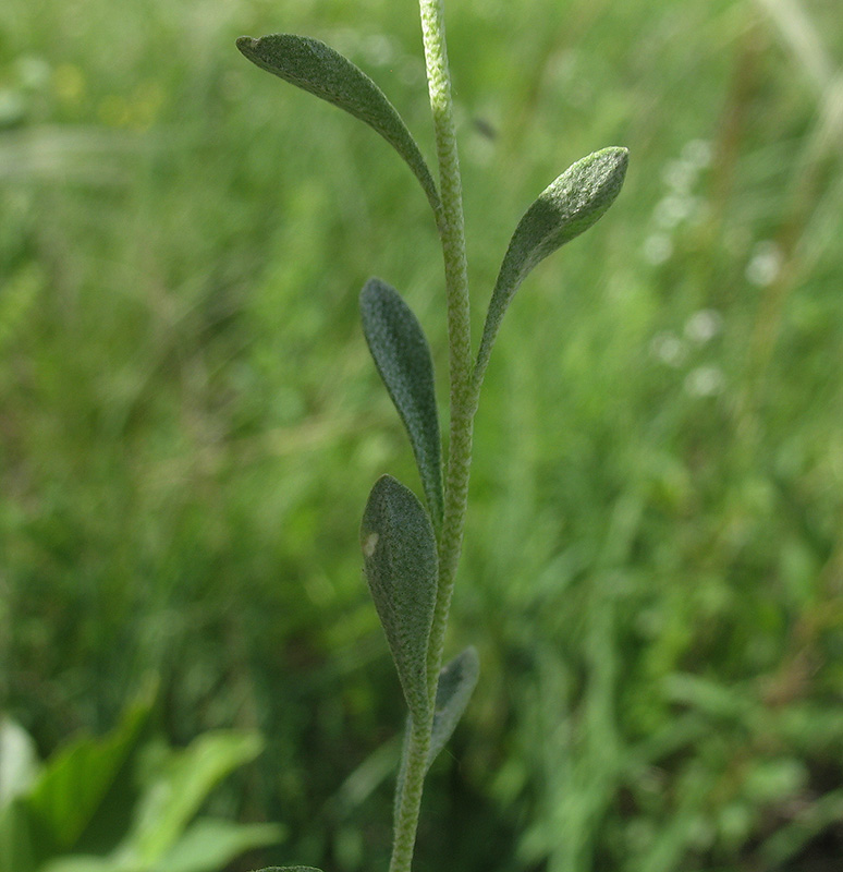 Image of Alyssum gmelinii specimen.