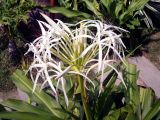 Crinum asiaticum. Соцветие. Китай, остров Хайнань, окр. г. Санья, в культуре. 11.01.2014.