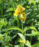 Lysimachia vulgaris. Верхушка цветущего растения. Восточный Казахстан, Уланский р-н, окр. с. Украинка. 22.07.2005.