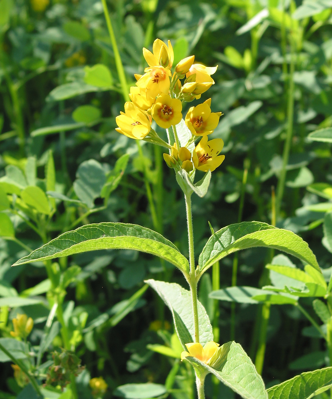 Изображение особи Lysimachia vulgaris.