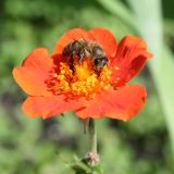 Geum quellyon