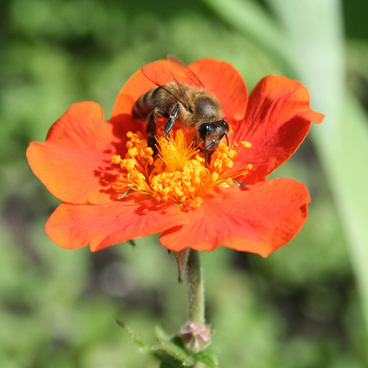 Image of Geum quellyon specimen.