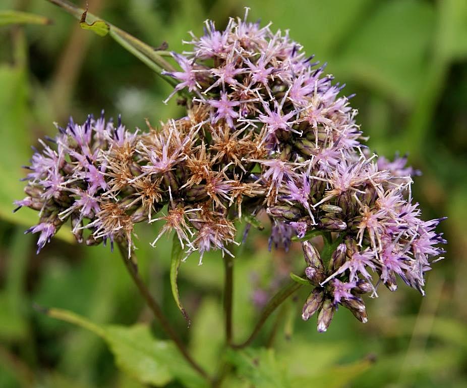 Image of Saussurea triangulata specimen.