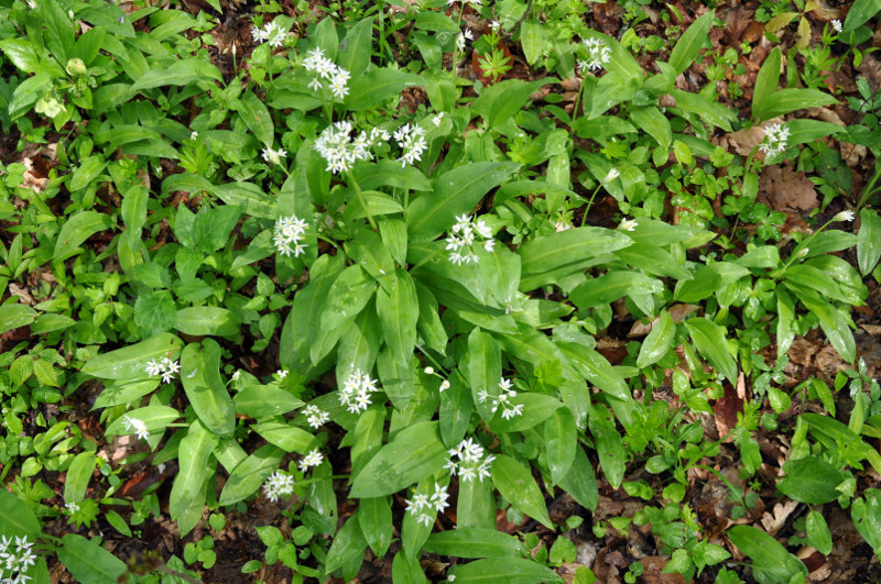 Image of Allium ursinum specimen.