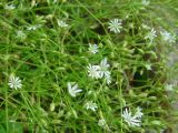 Stellaria longifolia