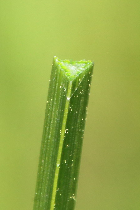 Image of Bolboschoenus planiculmis specimen.