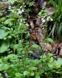 Cardamine tenera