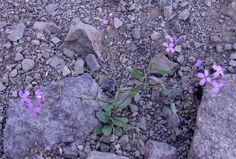 Image of Zuvanda meyeri specimen.