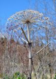 genus Heracleum. Верхушка высохшего прошлогоднего растения. Краснодарский край, Апшеронский р-н, окр. пос. Мезмай, гора Зауда. 30.04.2014.