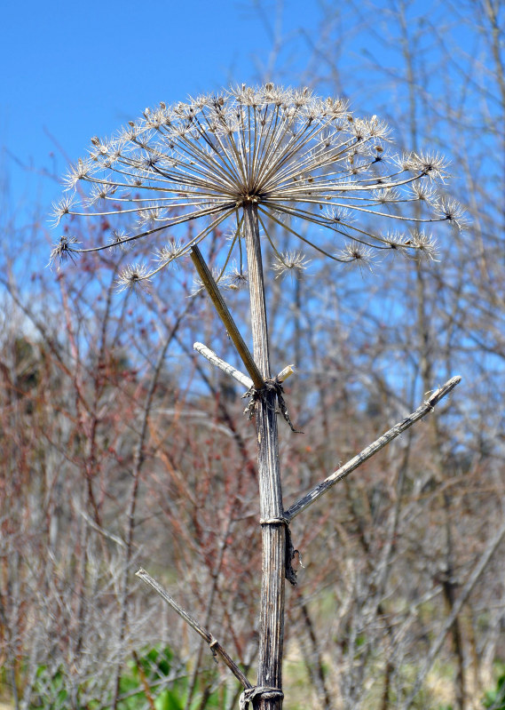 Изображение особи род Heracleum.