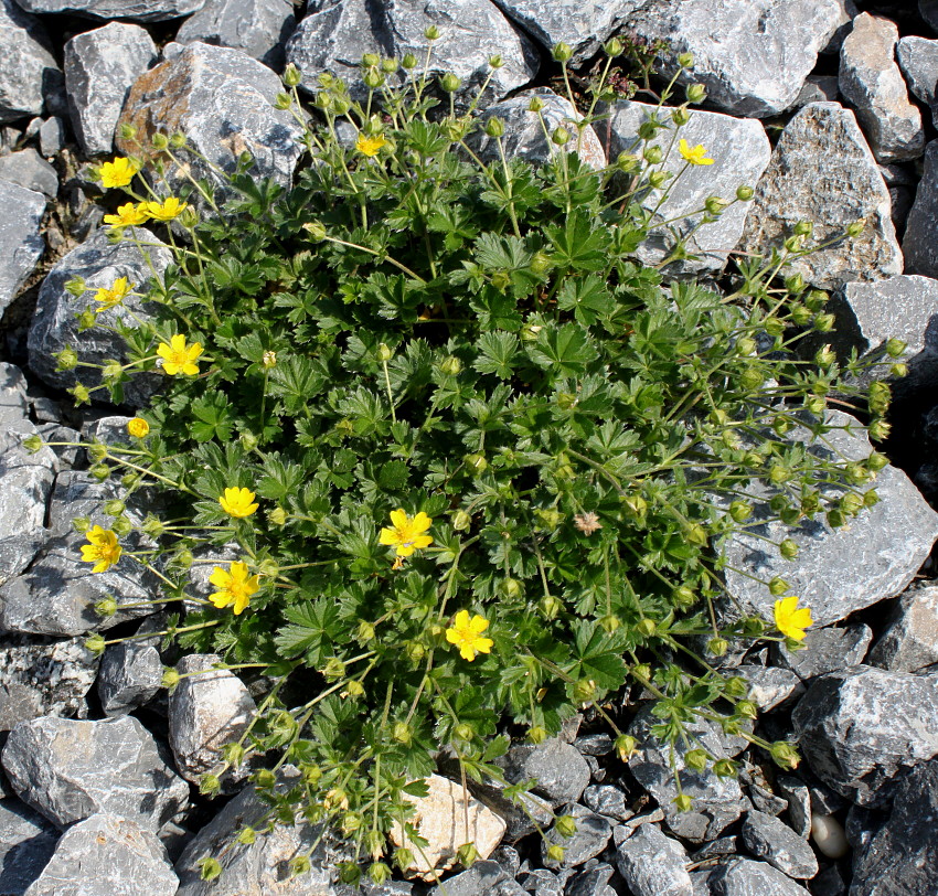 Image of genus Potentilla specimen.