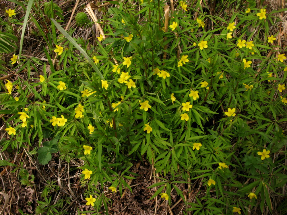 Image of Anemone jenisseensis specimen.