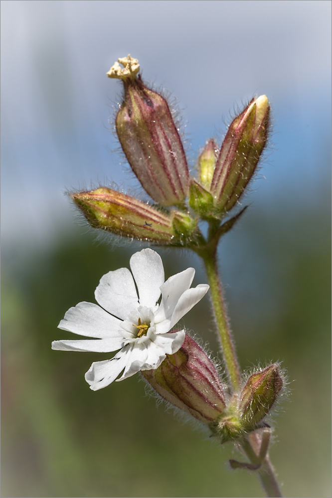 Image of Melandrium album specimen.