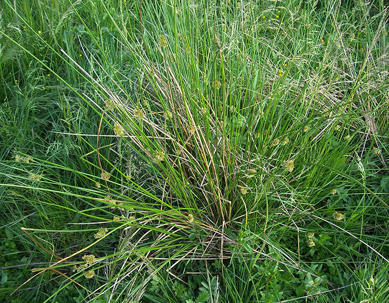 Изображение особи Juncus effusus.