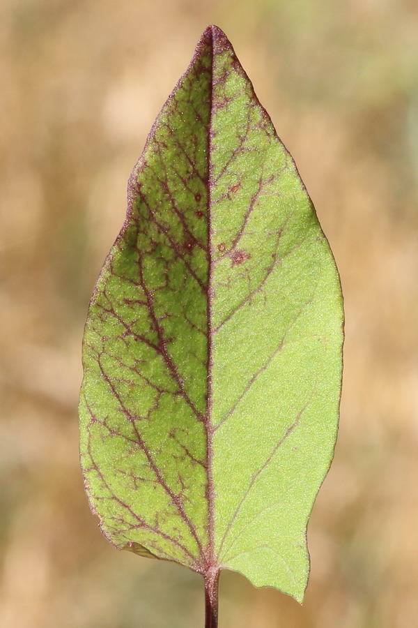 Image of Convolvulus arvensis specimen.