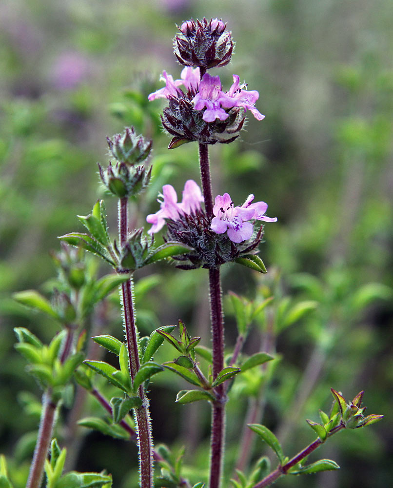 Изображение особи Thymus comptus.