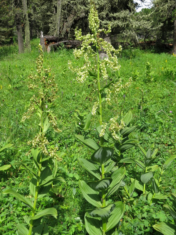 Изображение особи Veratrum lobelianum.