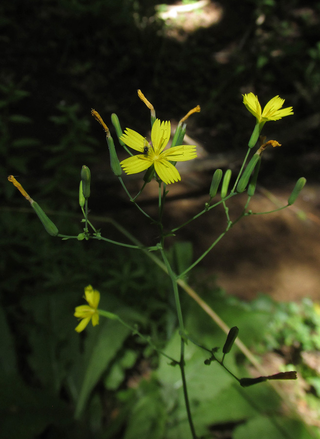 Изображение особи Mycelis muralis.