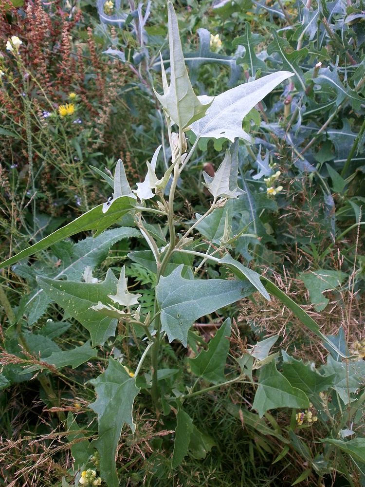 Image of Atriplex micrantha specimen.