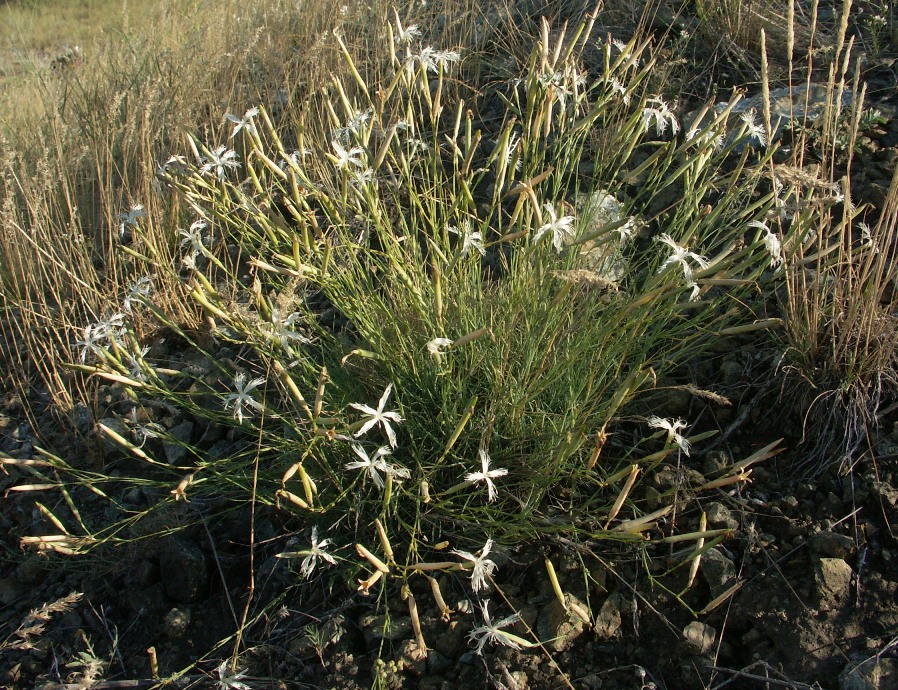 Изображение особи Dianthus klokovii.