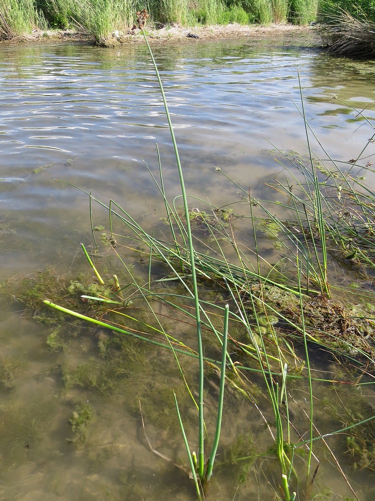 Image of Schoenoplectus tabernaemontani specimen.