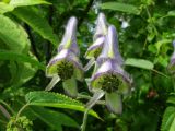 Aconitum volubile