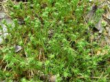 Scleranthus perennis