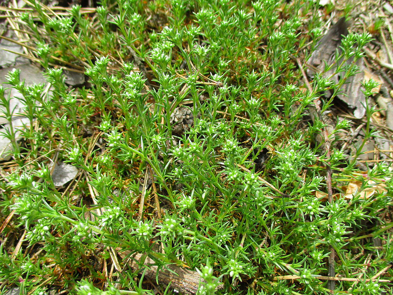 Image of Scleranthus perennis specimen.