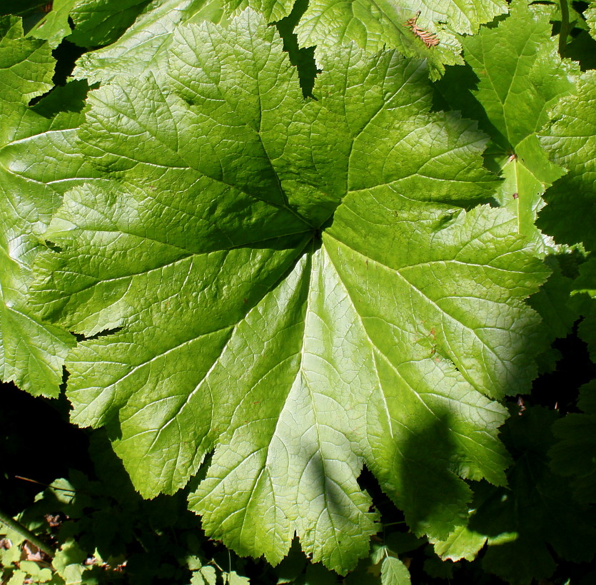 Изображение особи Darmera peltata.