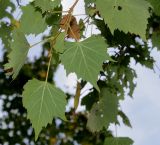 Tilia mongolica