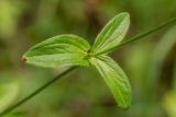 Astrantia maxima. Листья в средней части побега. Карачаево-Черкесия, окр. г. Теберда, долина р. Бадук. 23.08.2014.