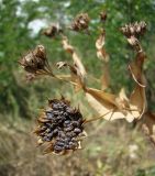 Bupleurum rotundifolium. Соплодие. Краснодарский край, Кущёвский р-н, станица Шкуринская, балочная степь. 31.07.2009.